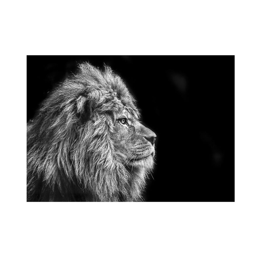 Üveg falikép, oroszlán oldalról, 70x100 cm, fekete-fehér - LION NOIR - Butopêa